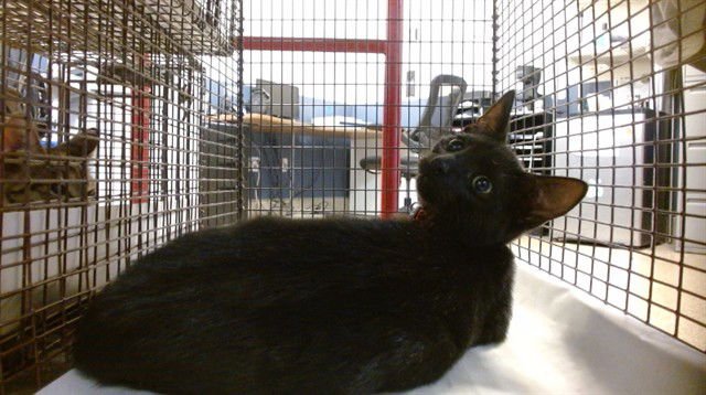 SMOOCH - Domestic Short Hair available for adoption