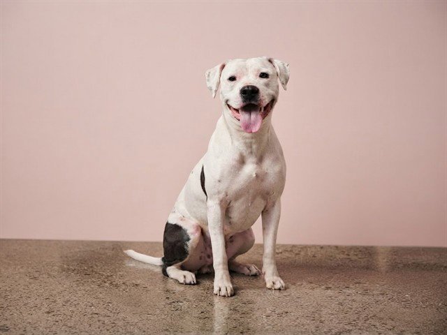 LEAH Image