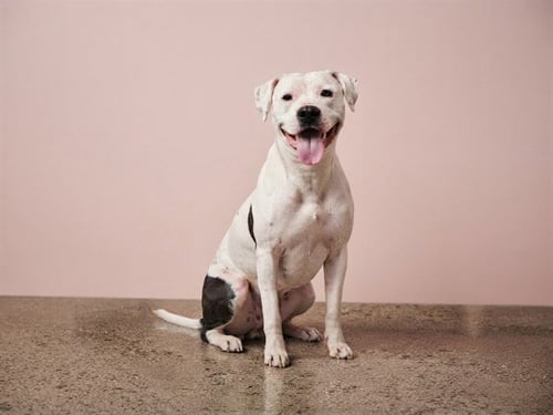 LEAH - American Bulldog available for adoption