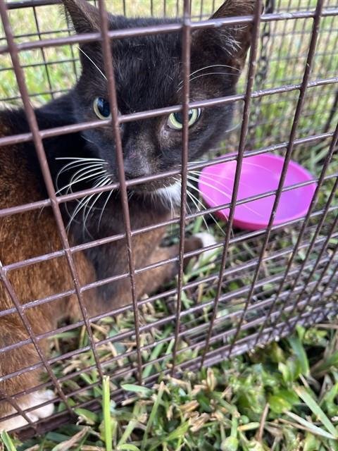 STAR - Domestic Long Hair available for adoption