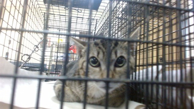 JENNY Image