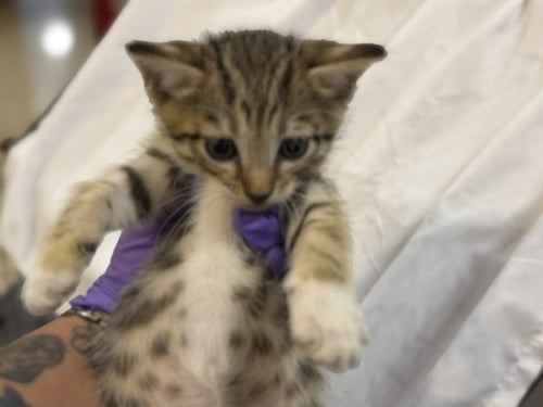 MOCHI - Domestic Short Hair available for adoption