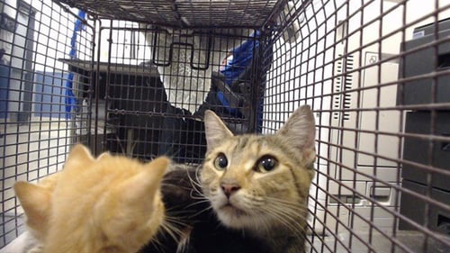 ASIA - Domestic Short Hair available for adoption
