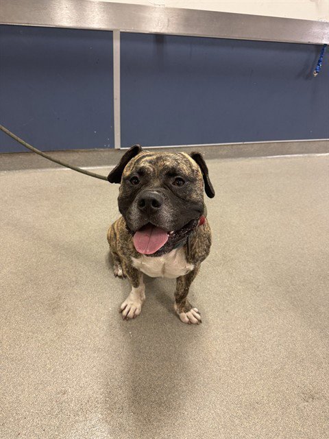 VIVO - American Bulldog available for adoption