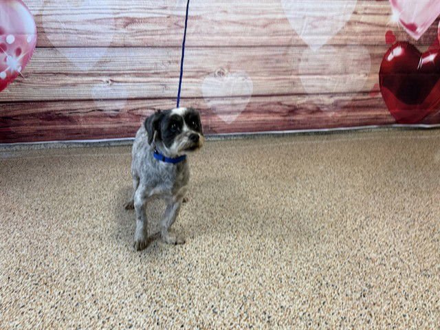JELLY BEAN - Shih Tzu available for adoption