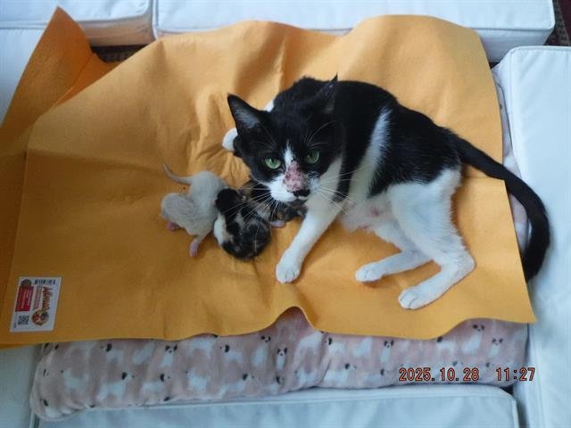 MAPLE - Domestic Short Hair available for adoption