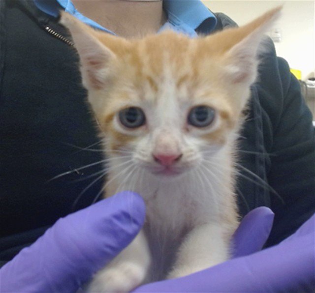 TOPAZ Image