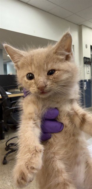 TOMMY - Domestic Short Hair available for adoption