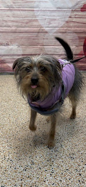 JACKIE CHAN - Yorkshire Terrier Yorkie available for adoption