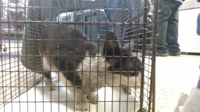 CHRISTY - Domestic Short Hair available for adoption