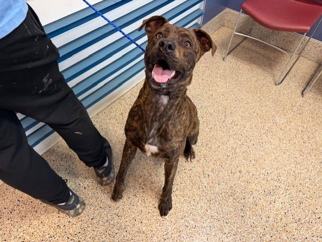 TWIX - Labrador Retriever / American Bulldog available for adoption