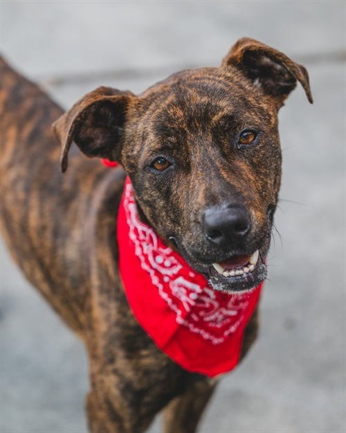 TWIX - Labrador Retriever / American Bulldog for adoption in Miami