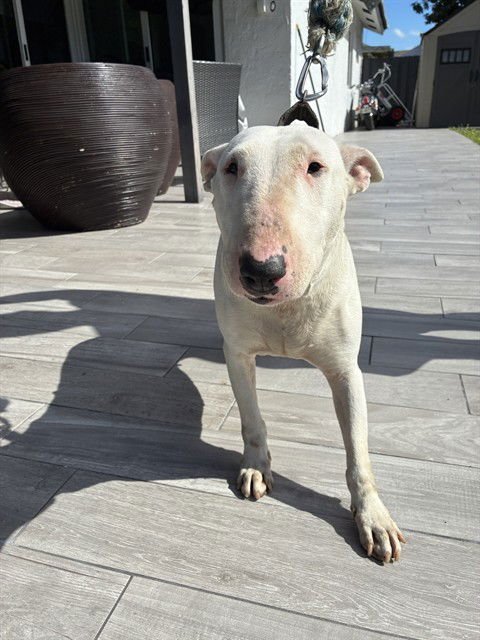 BILLIE - Bull Terrier available for adoption