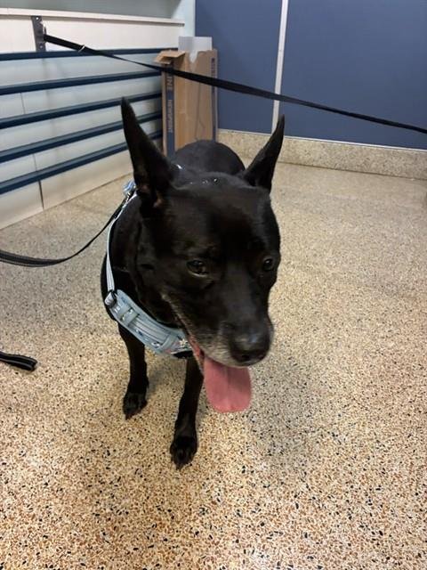 BLUE - Labrador Retriever available for adoption