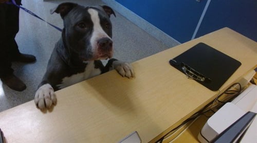 BLU - American Bulldog available for adoption