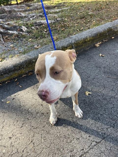 BLONDIE - Pit Bull Terrier available for adoption