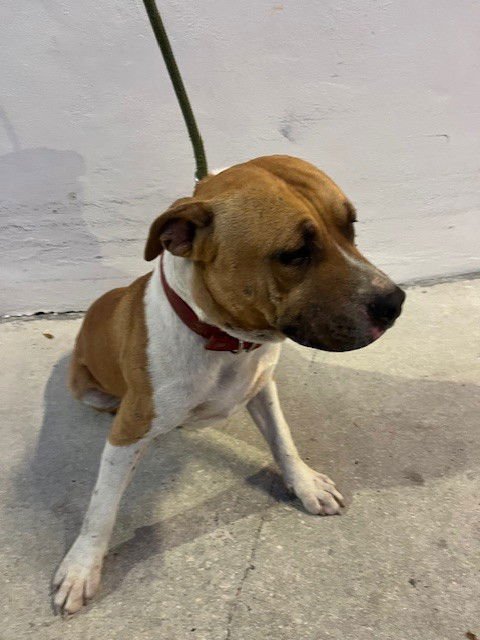 CURLY - American Pit Bull Terrier available for adoption