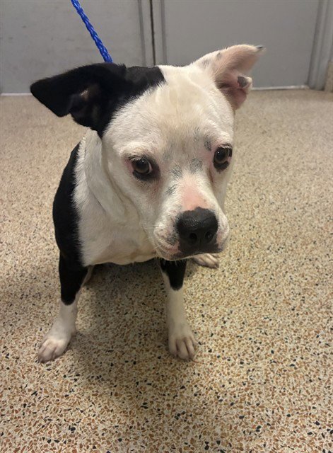 LEXI - French Bulldog available for adoption