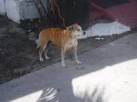 CORA - Photo 1
