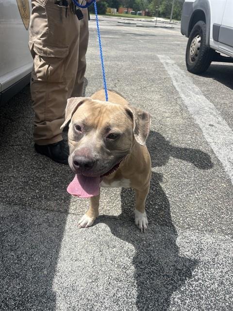 ATHENA - American Staffordshire Terrier available for adoption