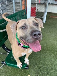 ATHENA - American Staffordshire Terrier for adoption in Miami