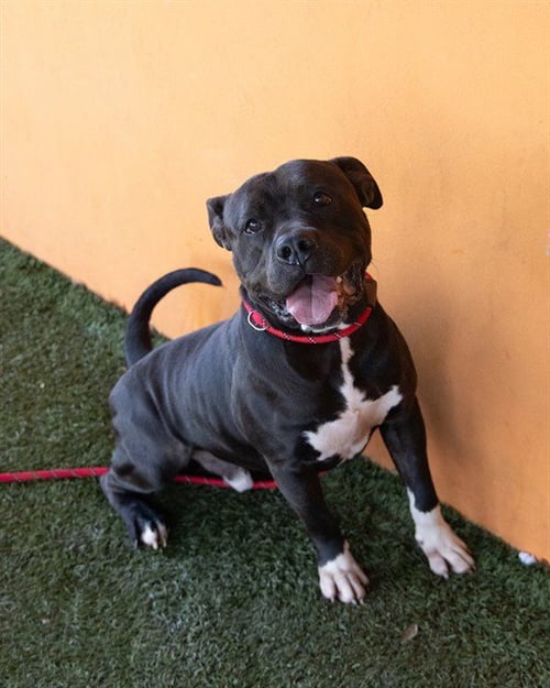 CASH - American Bulldog available for adoption