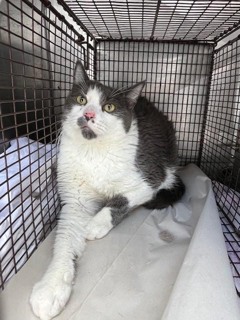 FOREST - Domestic Short Hair available for adoption