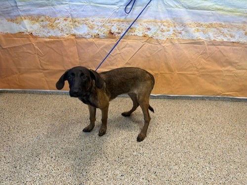 SUKI - German Shepherd Dog available for adoption