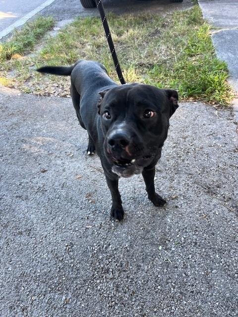SHADOW - American Bulldog available for adoption