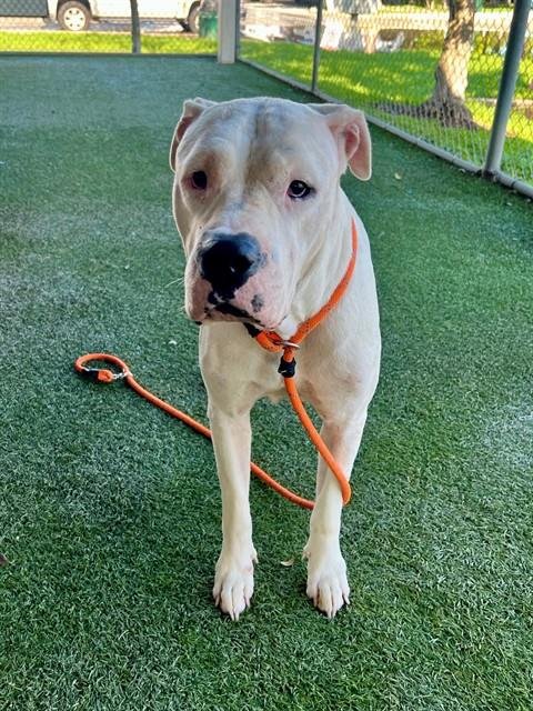 LAKE - American Bulldog available for adoption