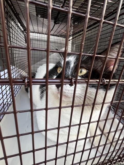 BANDIT - Domestic Short Hair available for adoption