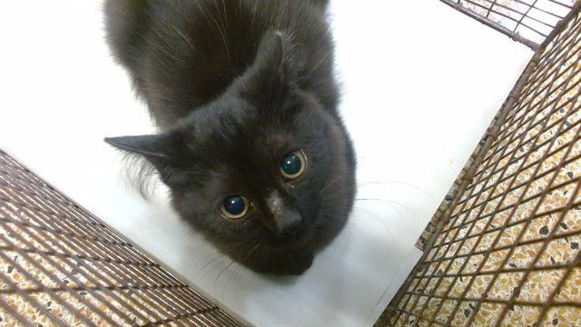 CAPO - Domestic Short Hair available for adoption