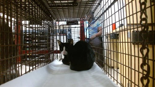 YONG - Domestic Short Hair available for adoption