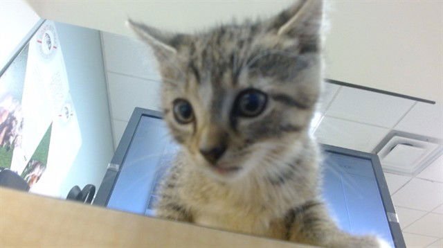 ARIA - Domestic Short Hair available for adoption