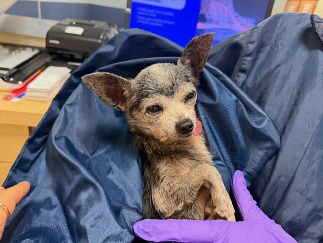 BELLA - Chihuahua / Miniature Pinscher available for adoption