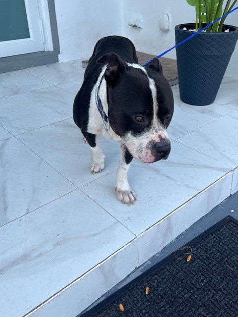 CONAN - American Bulldog available for adoption