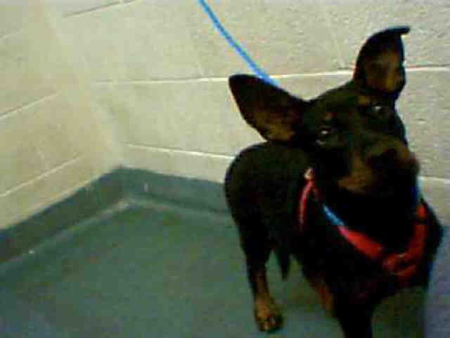 CARMEL - Terrier / Rottweiler available for adoption