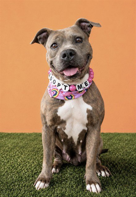 SANDY - American Bulldog available for adoption