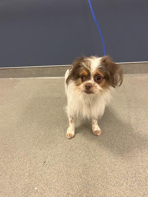 CHEWY - Shih Tzu available for adoption