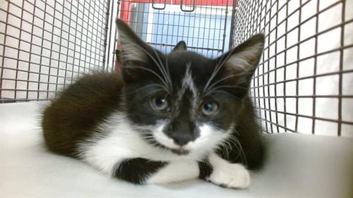 CHESSY - Domestic Short Hair available for adoption