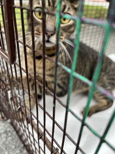 STAR - Domestic Long Hair available for adoption