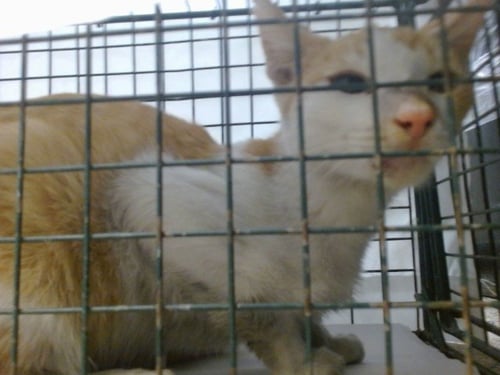 A2818011 - Domestic Short Hair available for adoption