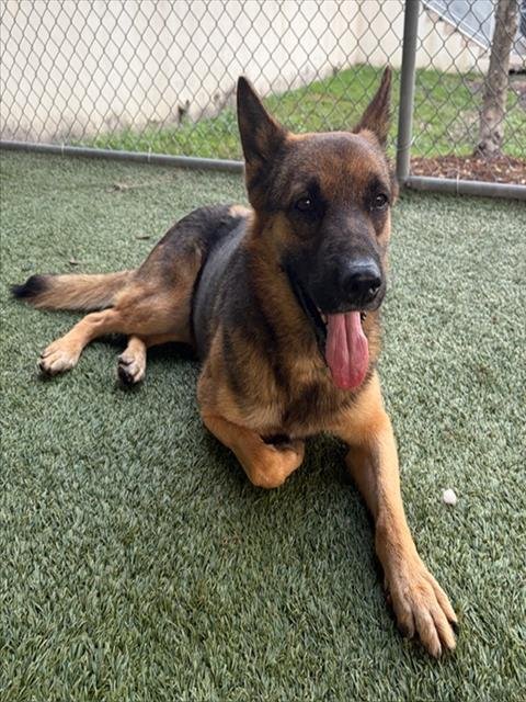 BLADE - German Shepherd Dog available for adoption