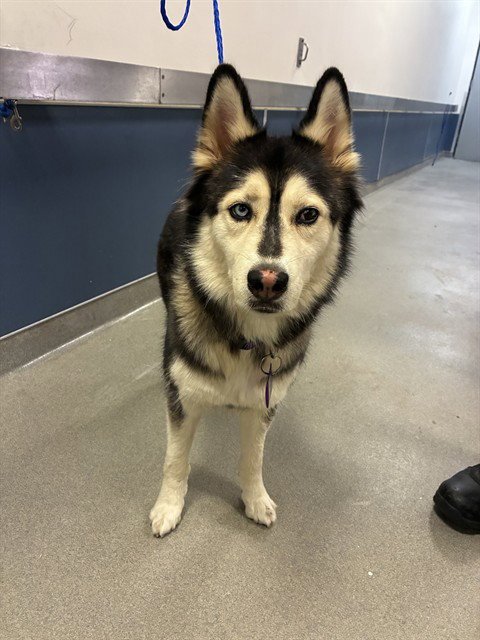 ALEXA - Siberian Husky available for adoption