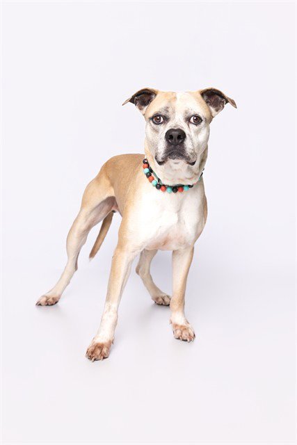 LEO - Boxer for adoption in Hialeah