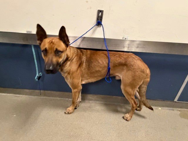 YOSHI - Belgian Shepherd Malinois available for adoption