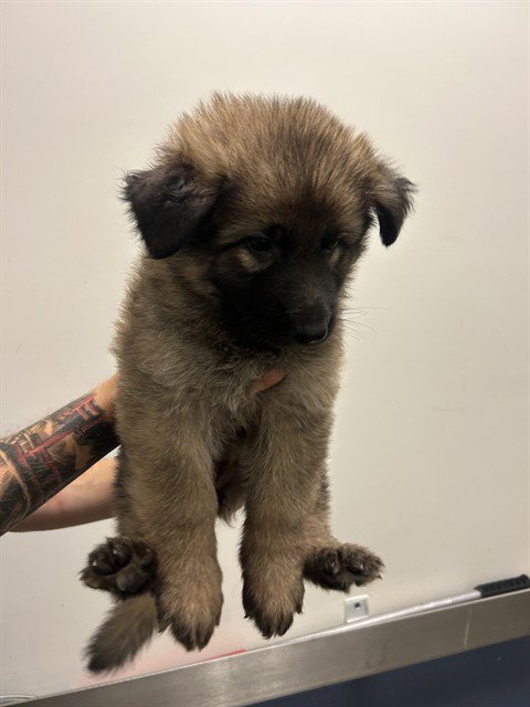 TINA - German Shepherd Dog available for adoption