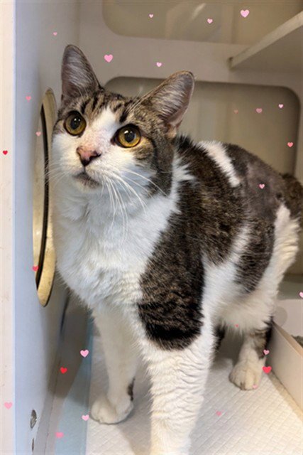 PRINCESS - Domestic Short Hair for adoption in Hialeah