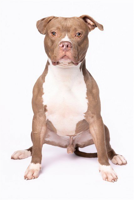 BOLO - American Bulldog available for adoption