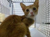 MILO - Photo 1